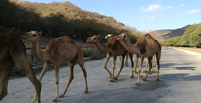 Oman - Gorgeous Camels