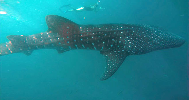 Djibouti Gulf of Tadjoura Whale Sharks