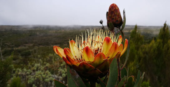 Kilimanjaro Flowers - Day 2